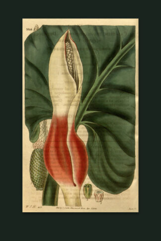 Elephant Ear — Nightshade Botanicals, Pl. V