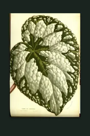 Rex Begonia — Nightshade Botanicals, Pl. VI