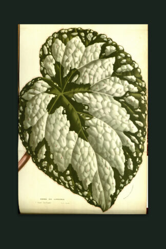 Rex Begonia — Nightshade Botanicals, Pl. VI