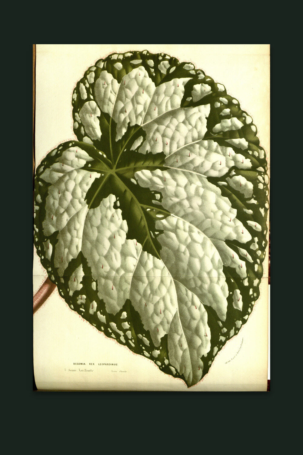 Rex Begonia — Nightshade Botanicals, Pl. VI