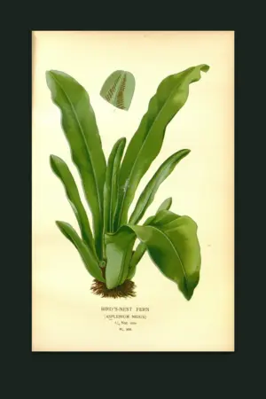 Bird's-Nest Fern — The Fernery, Pl. I