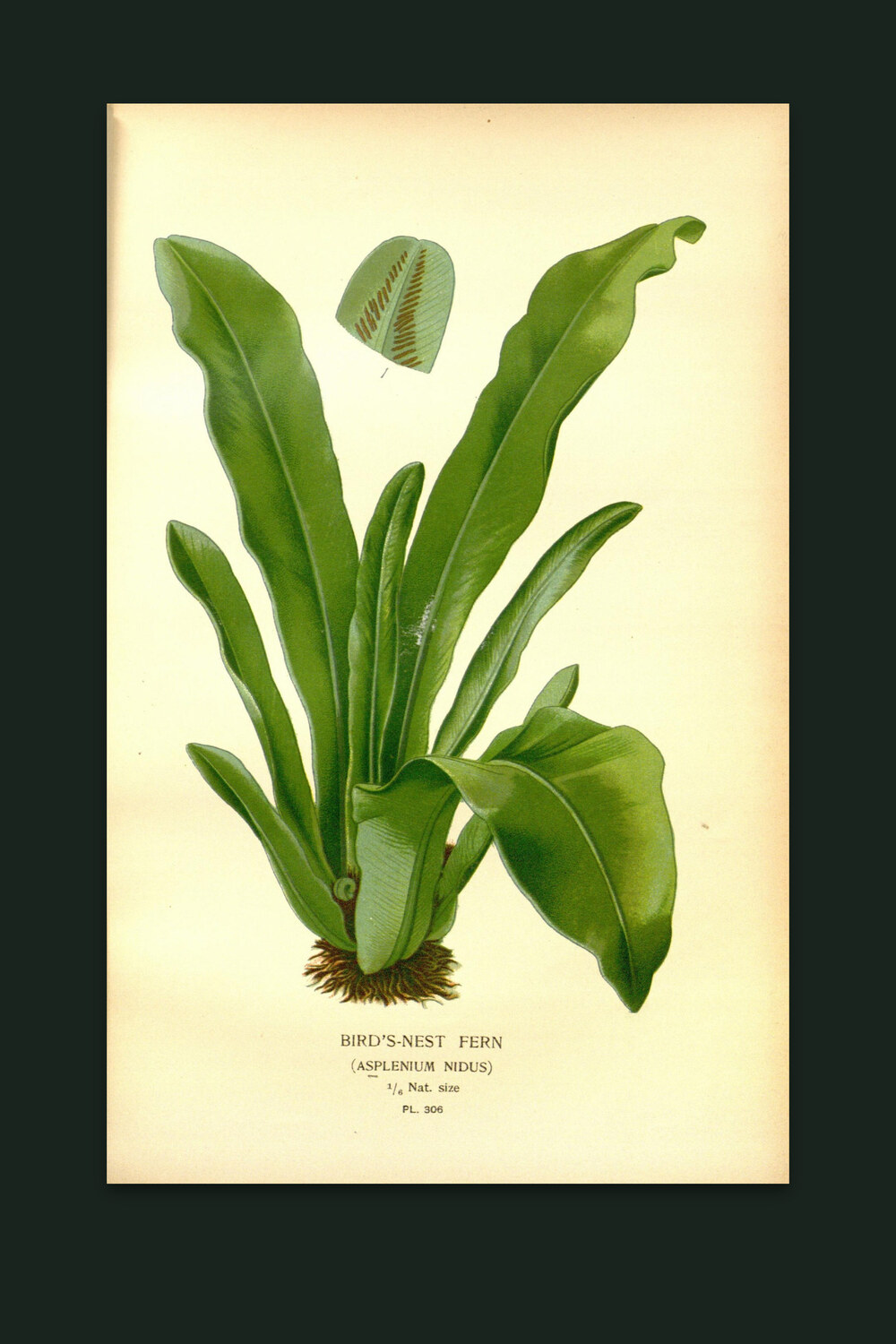 Bird's-Nest Fern — The Fernery, Pl. I