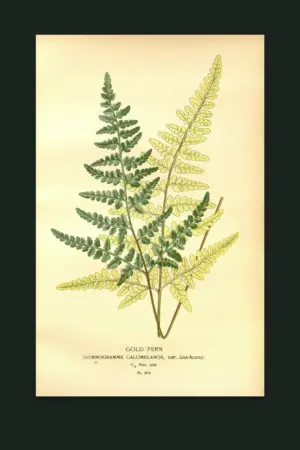 Gold Fern — The Fernery, Pl. IV