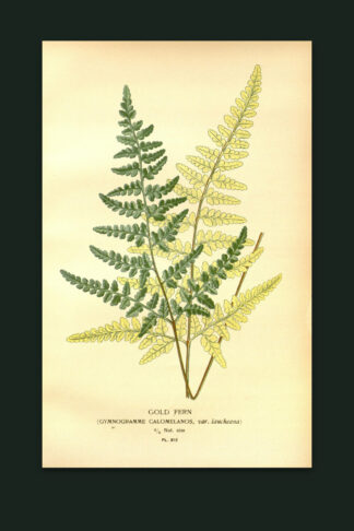 Gold Fern — The Fernery, Pl. IV