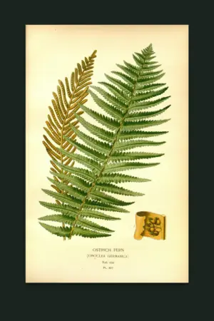 Ostrich Fern — The Fernery, Pl. III