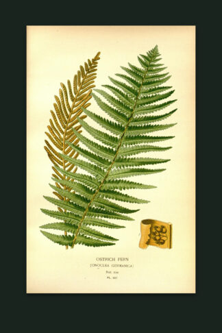 Ostrich Fern — The Fernery, Pl. III