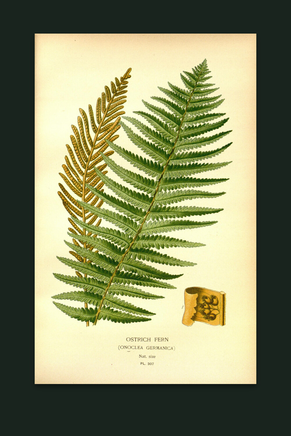 Ostrich Fern — The Fernery, Pl. III