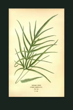 Spider Fern — The Fernery, Pl. II
