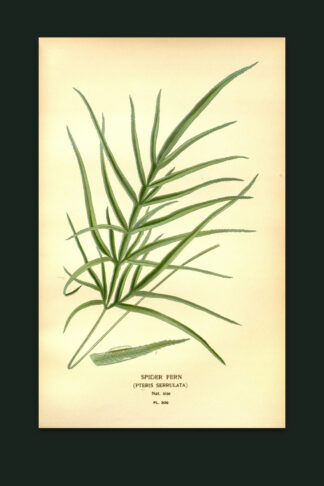 Spider Fern — The Fernery, Pl. II