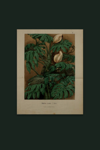 Monstera — Nightshade Botanicals, Pl. I