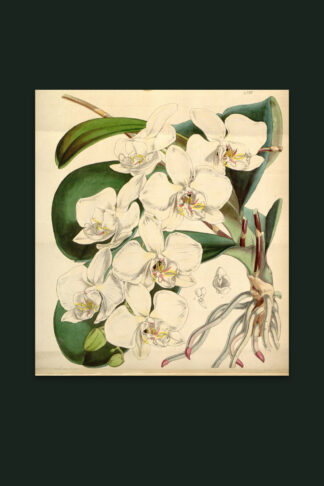 Moth Orchid — Nightshade Botanicals, Pl. III