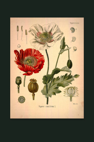 Opium Poppy — Nightshade Botanicals, Pl. IV