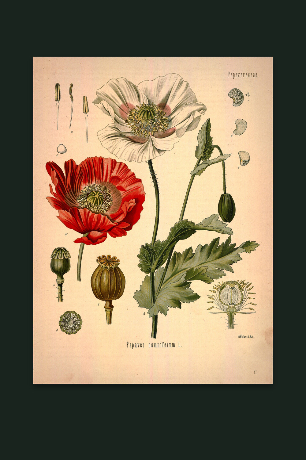 Opium Poppy — Nightshade Botanicals, Pl. IV