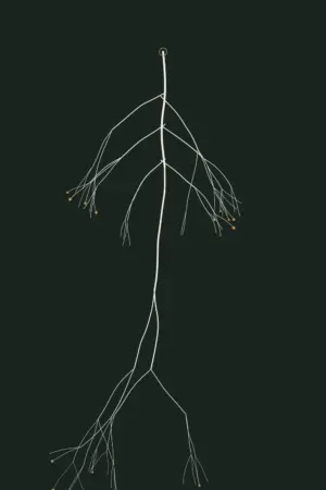 Taproot — Rootbound, Pl. I