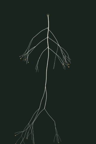 Taproot — Rootbound, Pl. I