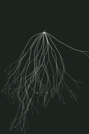 Mycelium — Rootbound, Pl. II