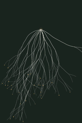 Mycelium — Rootbound, Pl. II