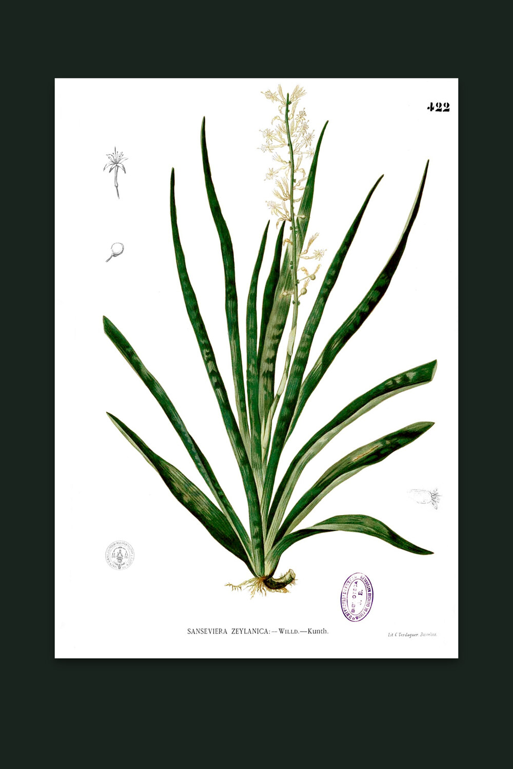 Snake Plant — Nightshade Botanicals, Pl. II